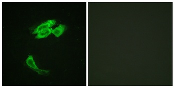 PEA-15 antibody