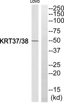 Keratin 37/38 rabbit pAb