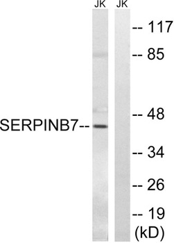 Megsin antibody