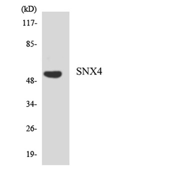 SNX4 antibody