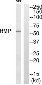 RMP rabbit pAb