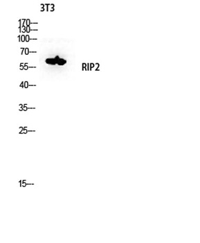 RIP2 antibody