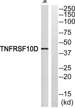 CD264 antibody