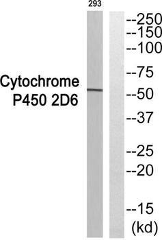 Dyrk4 antibody