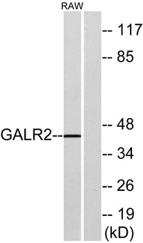 GALR2 rabbit pAb