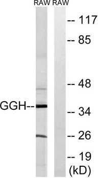 GGH antibody