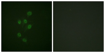 HDAC3 (phospho Ser424) rabbit pAb