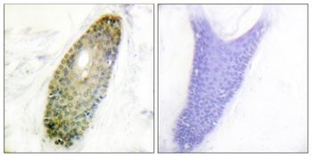 HDAC3 (phospho Ser424) rabbit pAb Antibody