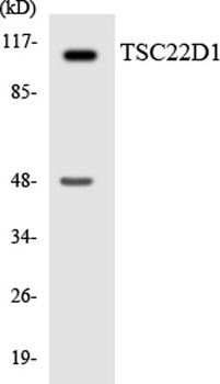 TSC-22 rabbit pAb