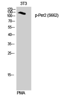 Per2 (phospho Ser662) rabbit pAb