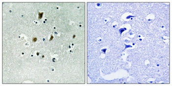 Cdc16 (phospho Ser560) rabbit pAb