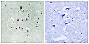 Cdc16 (phospho-Ser560) antibody