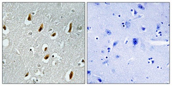 Cdc16 rabbit pAb
