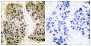 GANP antibody