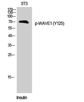 WAVE1 (phospho-Tyr125) antibody