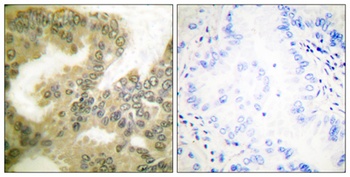 Cyclin D3 (phospho Thr283) rabbit pAb