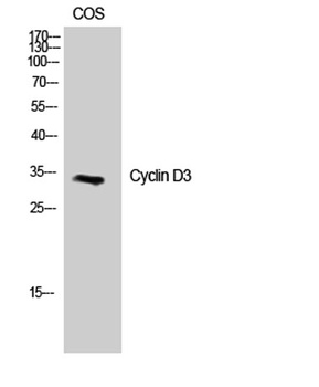 Cyclin D3 antibody
