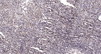 Neuron Navigator 2 antibody