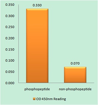 Cyclin E1 (phospho Thr77) rabbit pAb