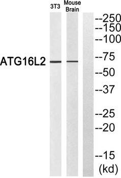 Atg16L2 antibody