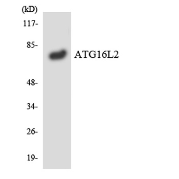 Atg16L2 rabbit pAb Antibody
