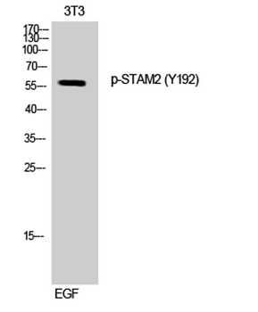 STAM2 (phospho Tyr192) rabbit pAb
