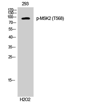 MSK2 (phospho Thr568) rabbit pAb