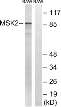 MSK2 rabbit pAb
