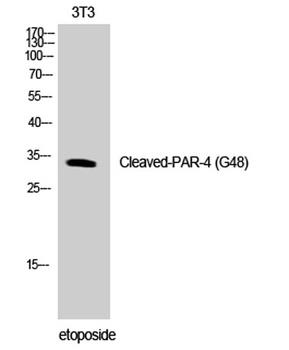 Cleaved-PAR-4 (G48) antibody