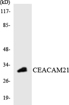 CEACAM21 antibody