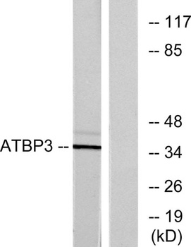 ATPBD3 antibody