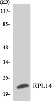 Ribosomal Protein L14 antibody