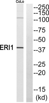ERI1 rabbit pAb