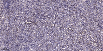 CCDC109A antibody