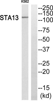 StARD13 antibody