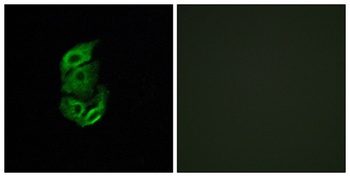 StARD13 rabbit pAb Antibody