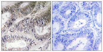COX19 rabbit pAb