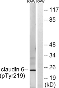 Claudin-6 (phospho-Tyr219) antibody
