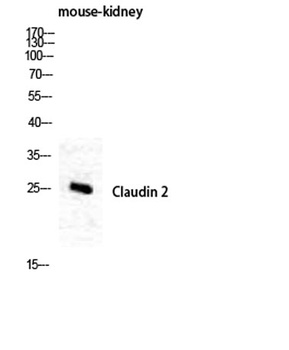 Claudin-2 antibody