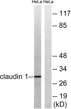 Claudin-1 rabbit pAb