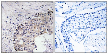 SREC-II antibody