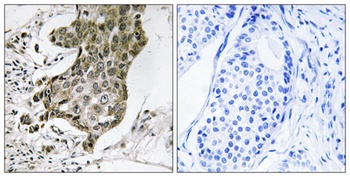 Rabaptin-5alpha antibody