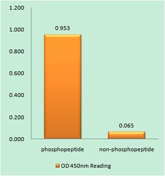 Hrs (phospho Tyr334) rabbit pAb