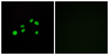 COL23A1 antibody