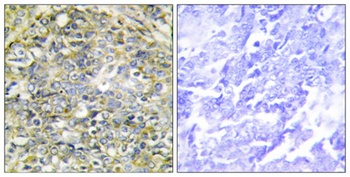 Socius rabbit pAb