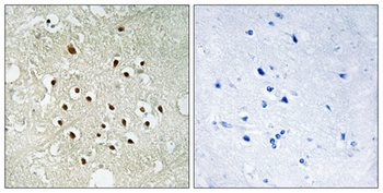 Ribosomal Protein S19BP antibody