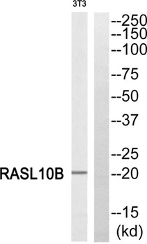 RASL10B rabbit pAb Antibody