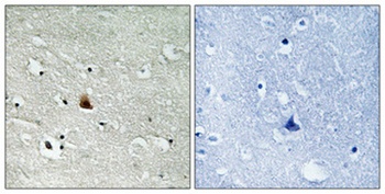 Nek9 (phospho Thr210) rabbit pAb