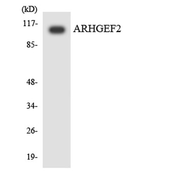 Lfc antibody