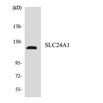 NCKX1 rabbit pAb Antibody
